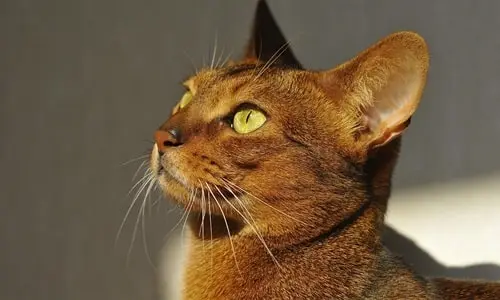 telas de proteção para Gato raça Abissinio