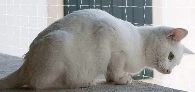 Telas de proteção para gatos