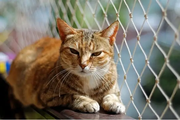 Redes de proteção na Vila Maria para gatos