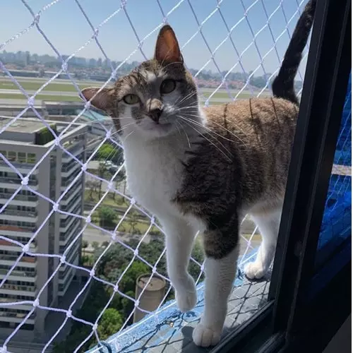 Telas para gatos nas janelas de apartamento