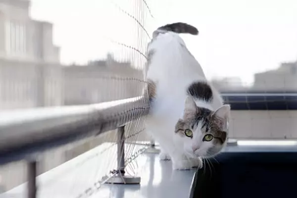 Redes de proteção na Cachoeirinha para gatos