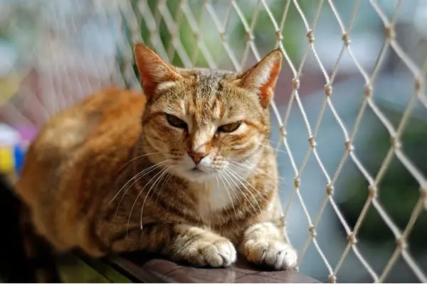 Redes de proteção no Paraíso para gatos